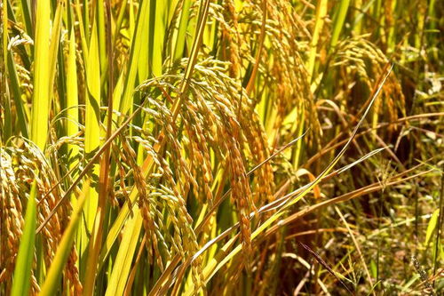 興和縣域經(jīng)濟煥發(fā)新動能 品牌升級助力鄉(xiāng)村振興中的谷物銷售變革